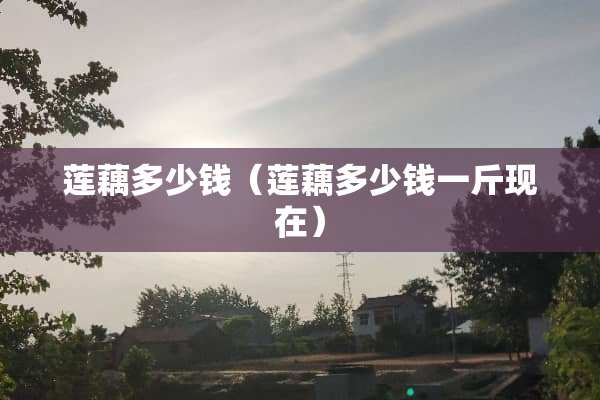 莲藕多少钱（莲藕多少钱一斤现在）
