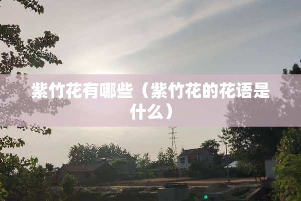 紫竹花有哪些（紫竹花的花语是什么）