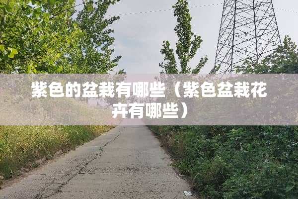 紫色的盆栽有哪些（紫色盆栽花卉有哪些）