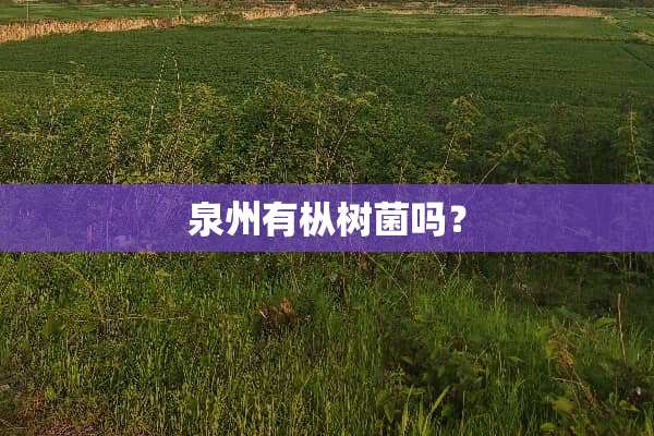 泉州有枞树菌吗？