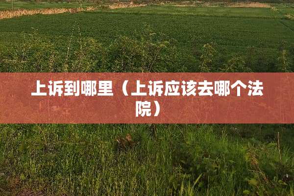 上诉到哪里（上诉应该去哪个法院）