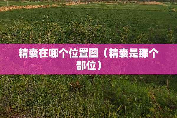 精囊在哪个位置图（精囊是那个部位）
