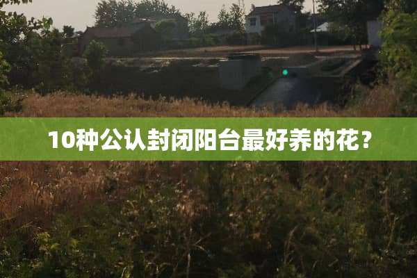 10种公认封闭阳台最好养的花？