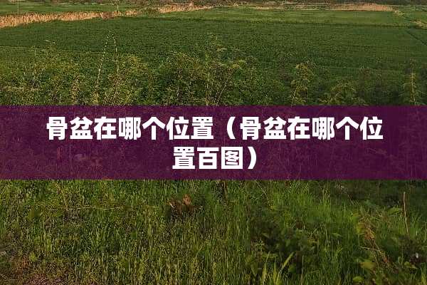 骨盆在哪个位置（骨盆在哪个位置百图）