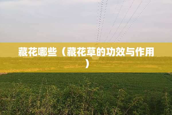 藏花哪些（藏花草的功效与作用）