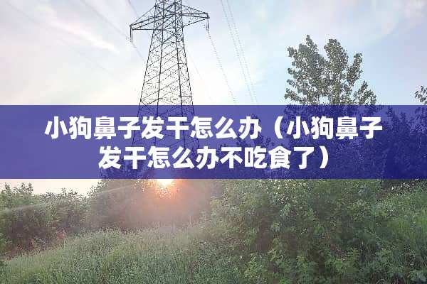 小狗鼻子发干怎么办（小狗鼻子发干怎么办不吃食了）
