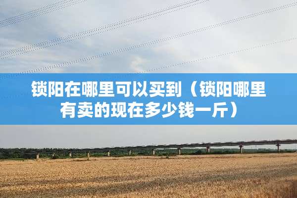 锁阳在哪里可以买到（锁阳哪里有卖的现在多少钱一斤）
