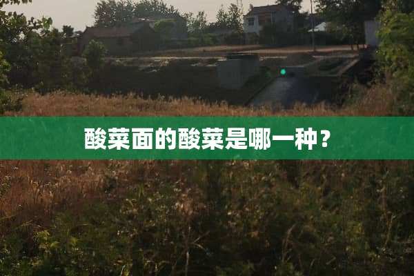 酸菜面的酸菜是哪一种？