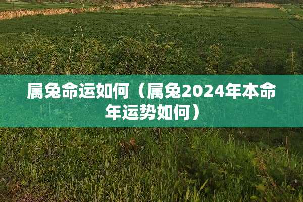属兔命运如何（属兔2024年本命年运势如何）