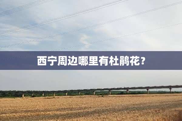 西宁周边哪里有杜鹃花？