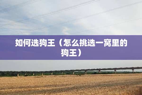如何选狗王（怎么挑选一窝里的狗王）