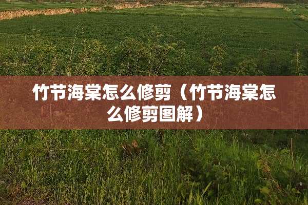 竹节海棠怎么修剪（竹节海棠怎么修剪图解）