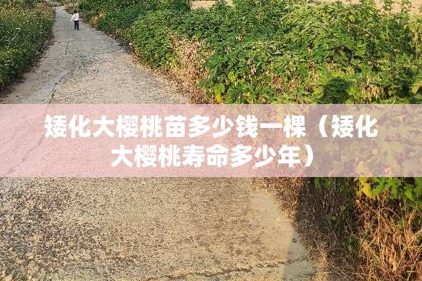 矮化大樱桃苗多少钱一棵（矮化大樱桃寿命多少年）