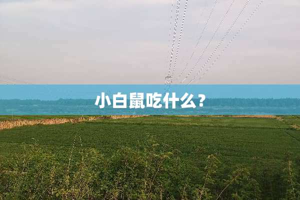 小白鼠吃什么？