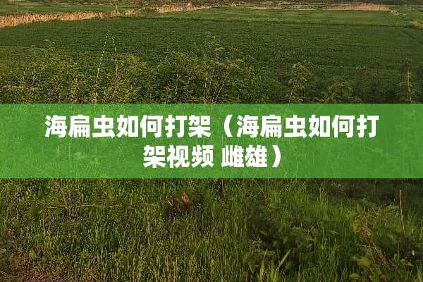 海扁虫如何打架（海扁虫如何打架视频 雌雄）