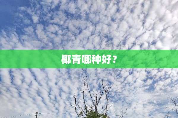 椰青哪种好？