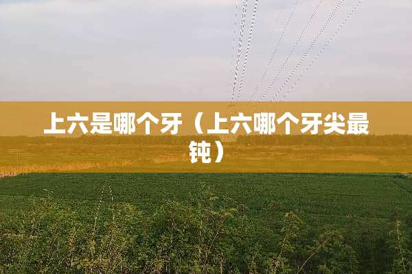 上六是哪个牙（上六哪个牙尖最钝）