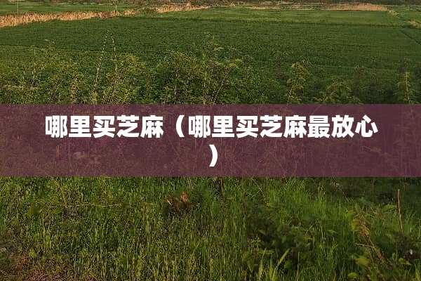 哪里买芝麻（哪里买芝麻最放心）