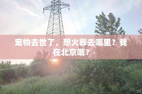 宠物去世了，想火葬去哪里？我在北京哦？
