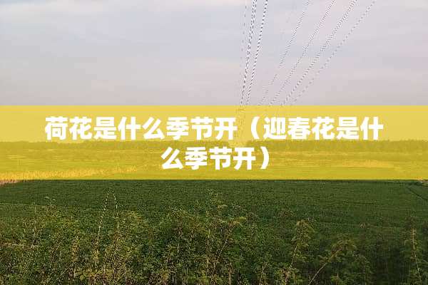 荷花是什么季节开（迎春花是什么季节开）