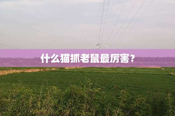 什么猫抓老鼠最厉害？