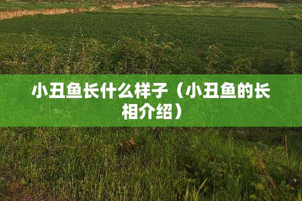 小丑鱼长什么样子（小丑鱼的长相介绍）