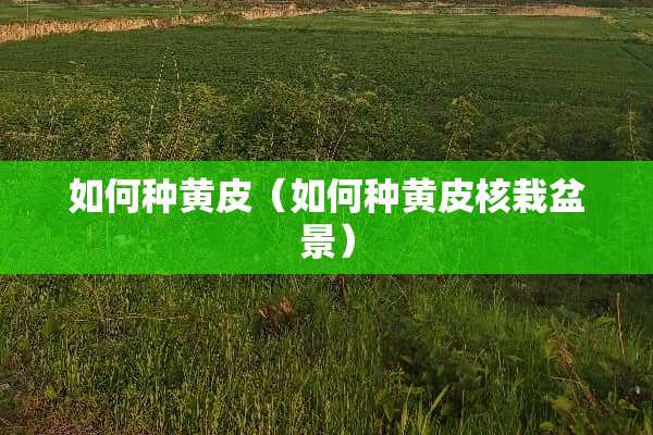 如何种黄皮（如何种黄皮核栽盆景）