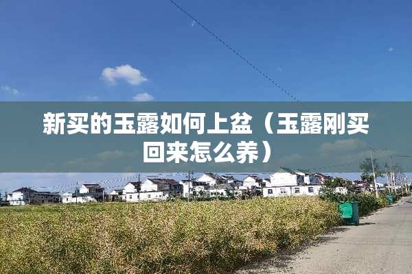 新买的玉露如何上盆（玉露刚买回来怎么养）