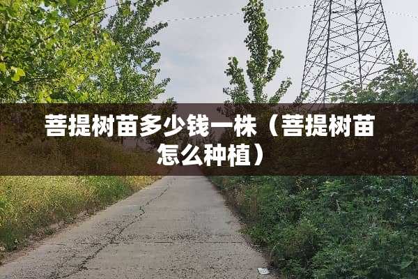 菩提树苗多少钱一株（菩提树苗怎么种植）