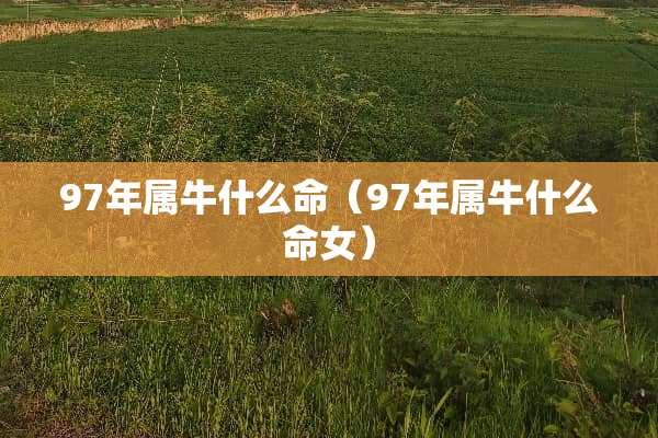 97年属牛什么命（97年属牛什么命女）