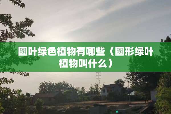 圆叶绿色植物有哪些（圆形绿叶植物叫什么）