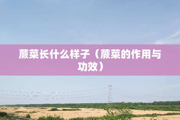 蕨菜长什么样子（蕨菜的作用与功效）
