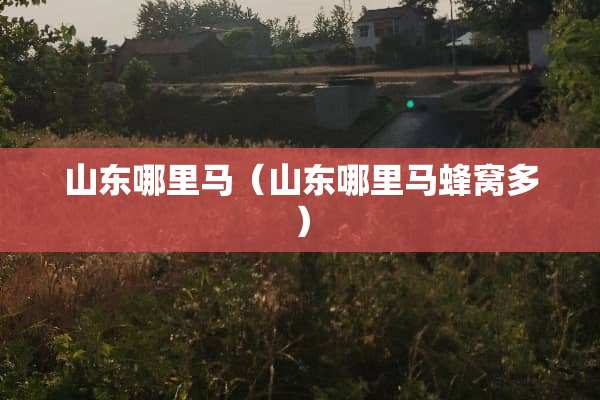 山东哪里马（山东哪里马蜂窝多）