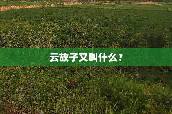 云故子又叫什么？