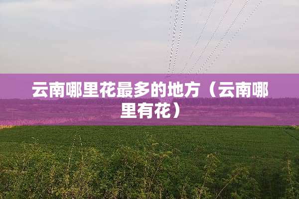 云南哪里花最多的地方（云南哪里有花）