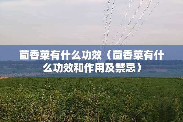 茴香菜有什么功效（茴香菜有什么功效和作用及禁忌）