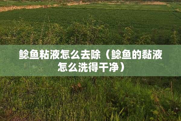 鲶鱼粘液怎么去除（鲶鱼的黏液怎么洗得干净）