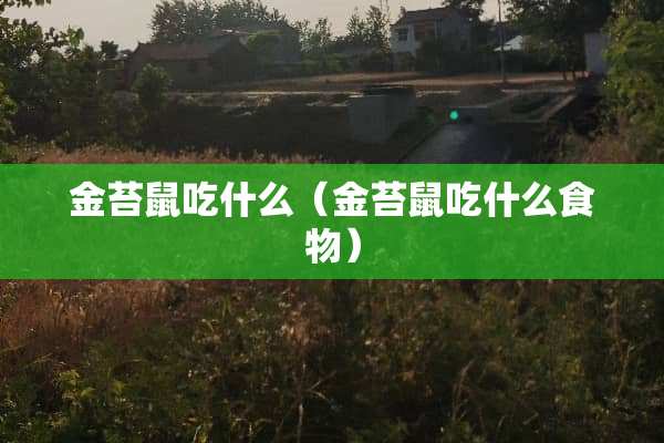 金苔鼠吃什么（金苔鼠吃什么食物）