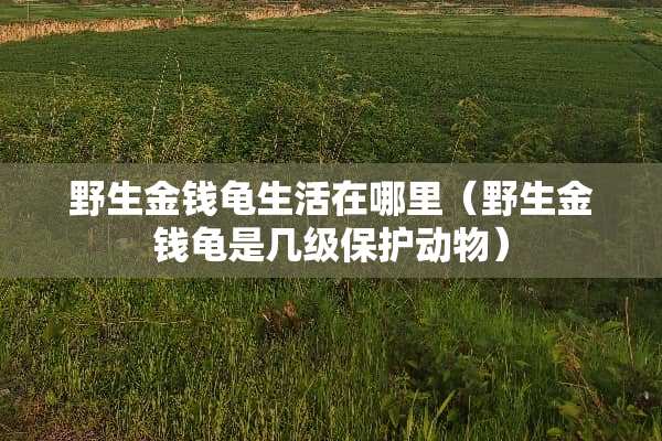 野生金钱龟生活在哪里（野生金钱龟是几级保护动物）