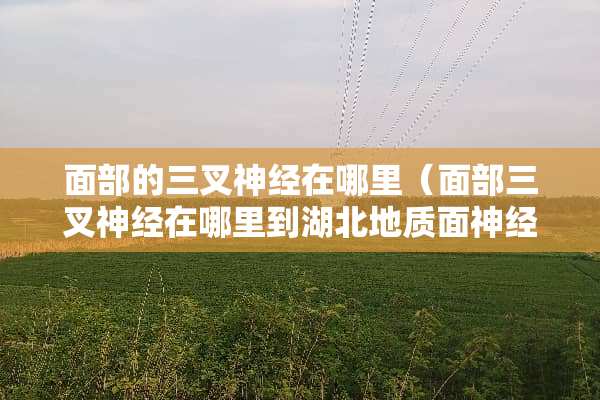 面部的三叉神经在哪里（面部三叉神经在哪里到湖北地质面神经怎么样）