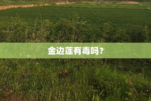 金边莲有毒吗？