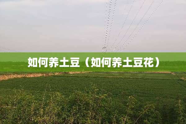 如何养土豆（如何养土豆花）