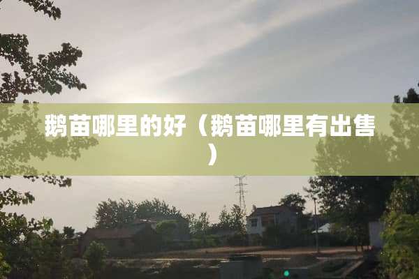 鹅苗哪里的好（鹅苗哪里有出售）