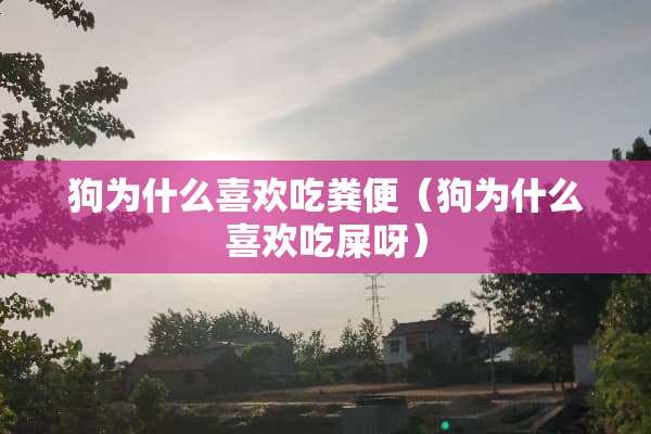 狗为什么喜欢吃粪便（狗为什么喜欢吃屎呀）