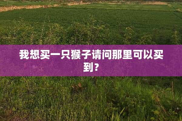 我想买一只猴子请问那里可以买到？