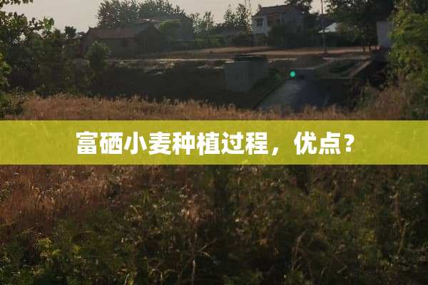 富硒小麦种植过程，优点？