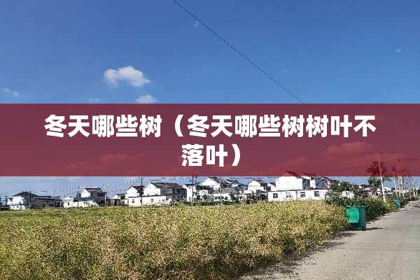 冬天哪些树（冬天哪些树树叶不落叶）