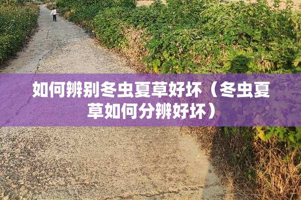 如何辨别冬虫夏草好坏（冬虫夏草如何分辨好坏）