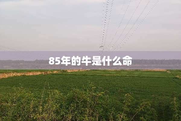 85年的牛是什么命