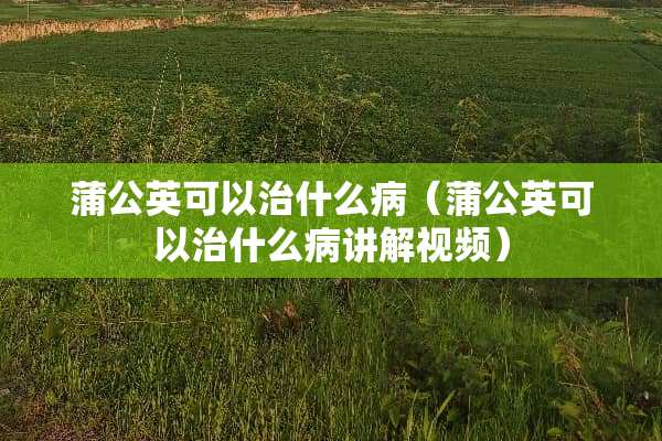 蒲公英可以治什么病（蒲公英可以治什么病讲解视频）